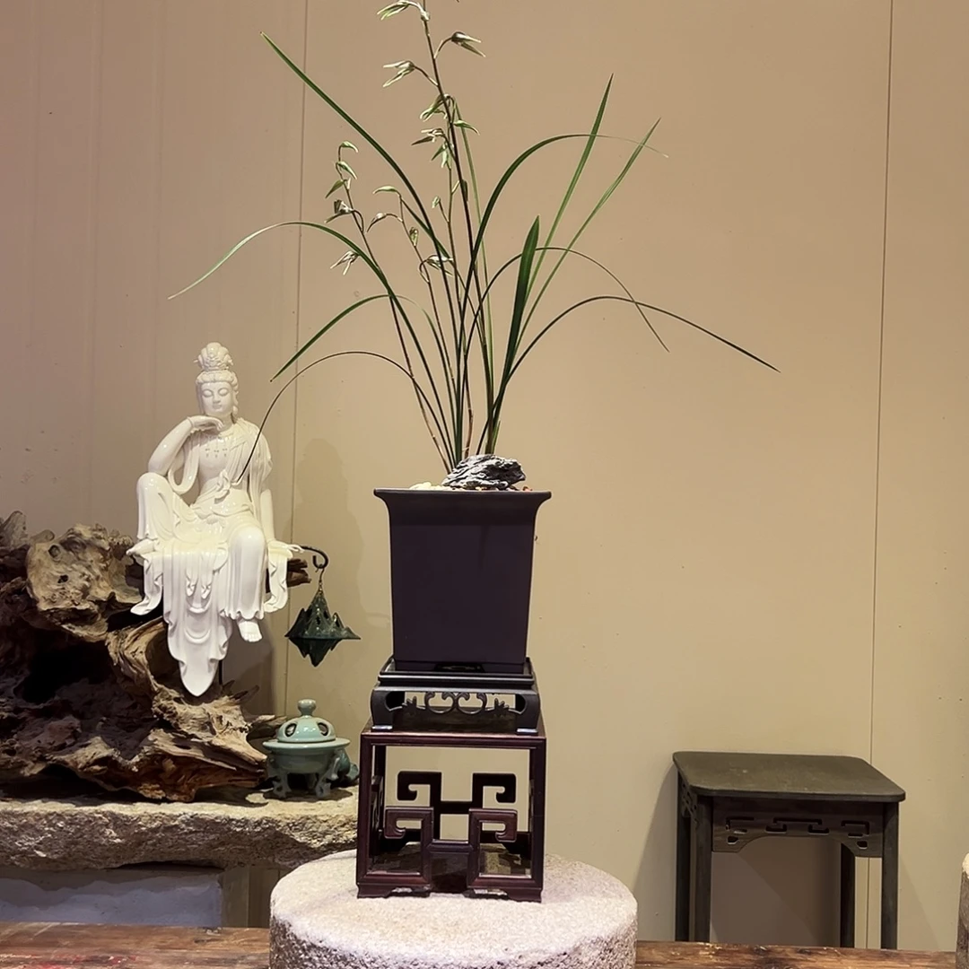 大部分花苞少量开放