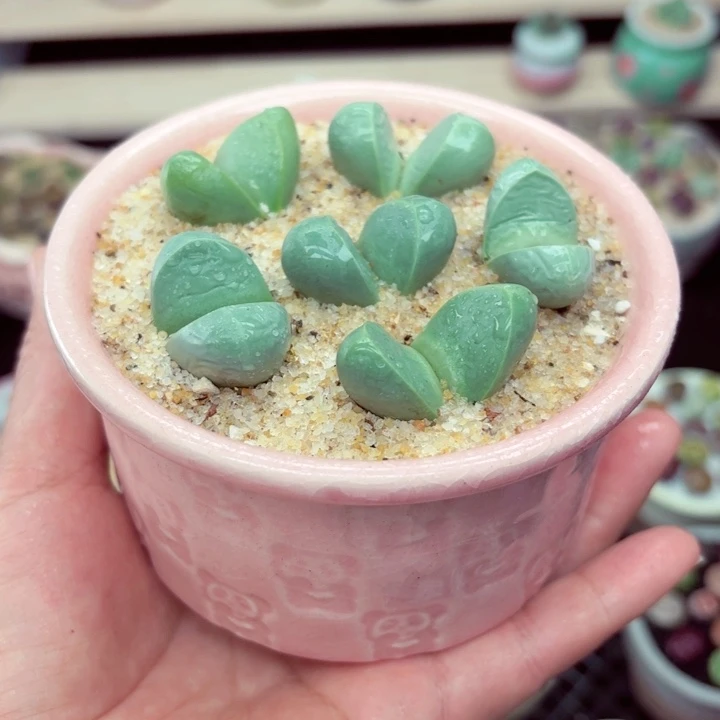 625零下地区记得拍保温箱