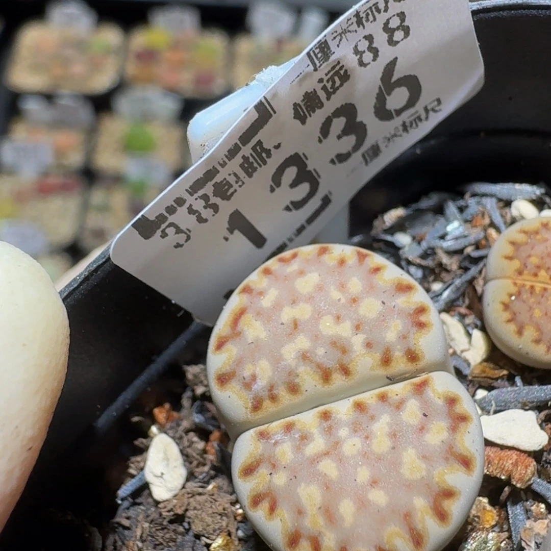 Ssss精品生石花1336