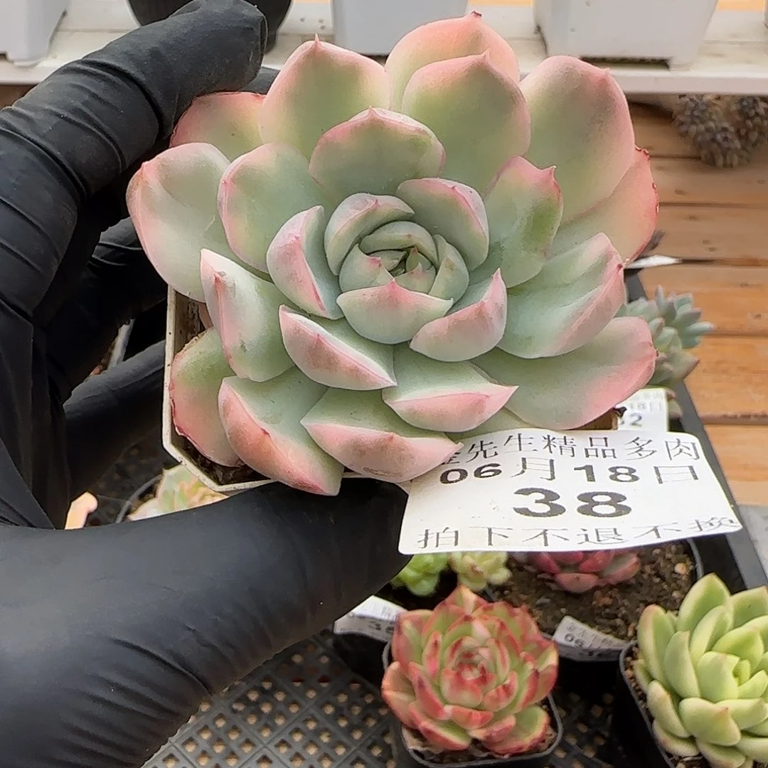 0618-38草莓蛋糕锦