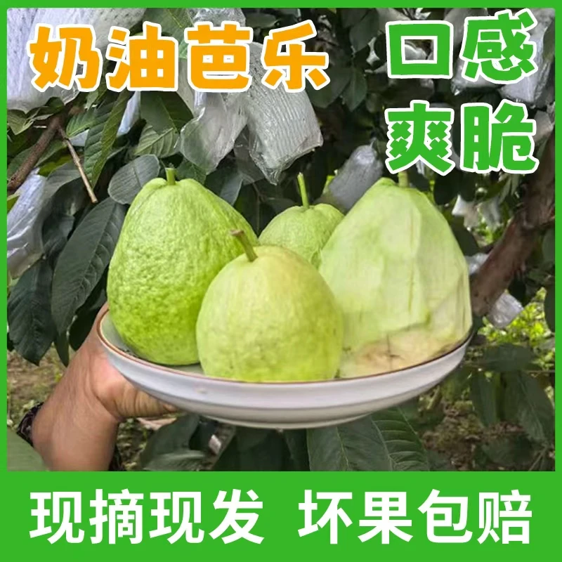 白心芭乐云南特产新鲜应季水果番石榴现摘农家当天采摘清甜脆甜