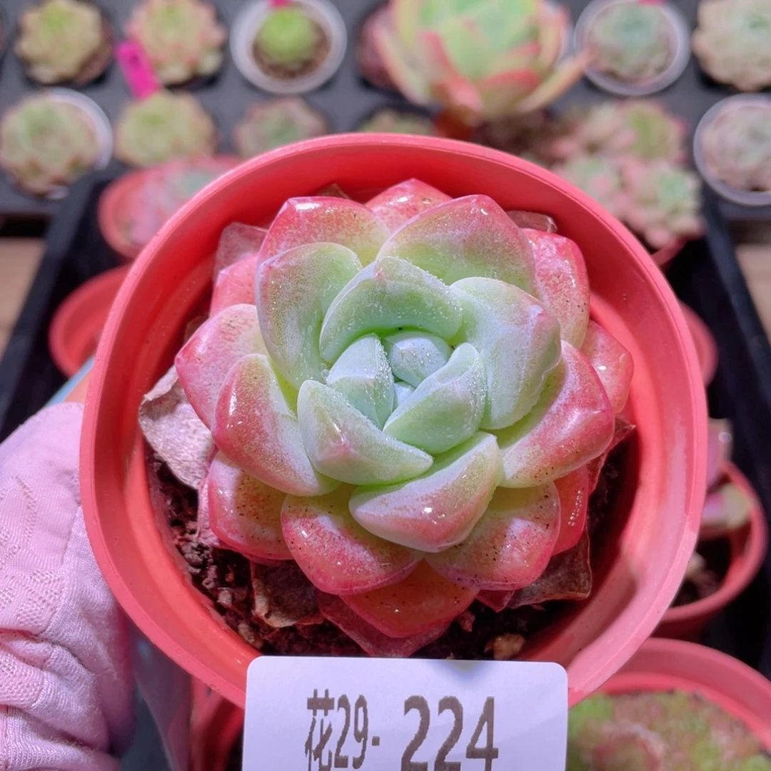 花利美29-224冰玉