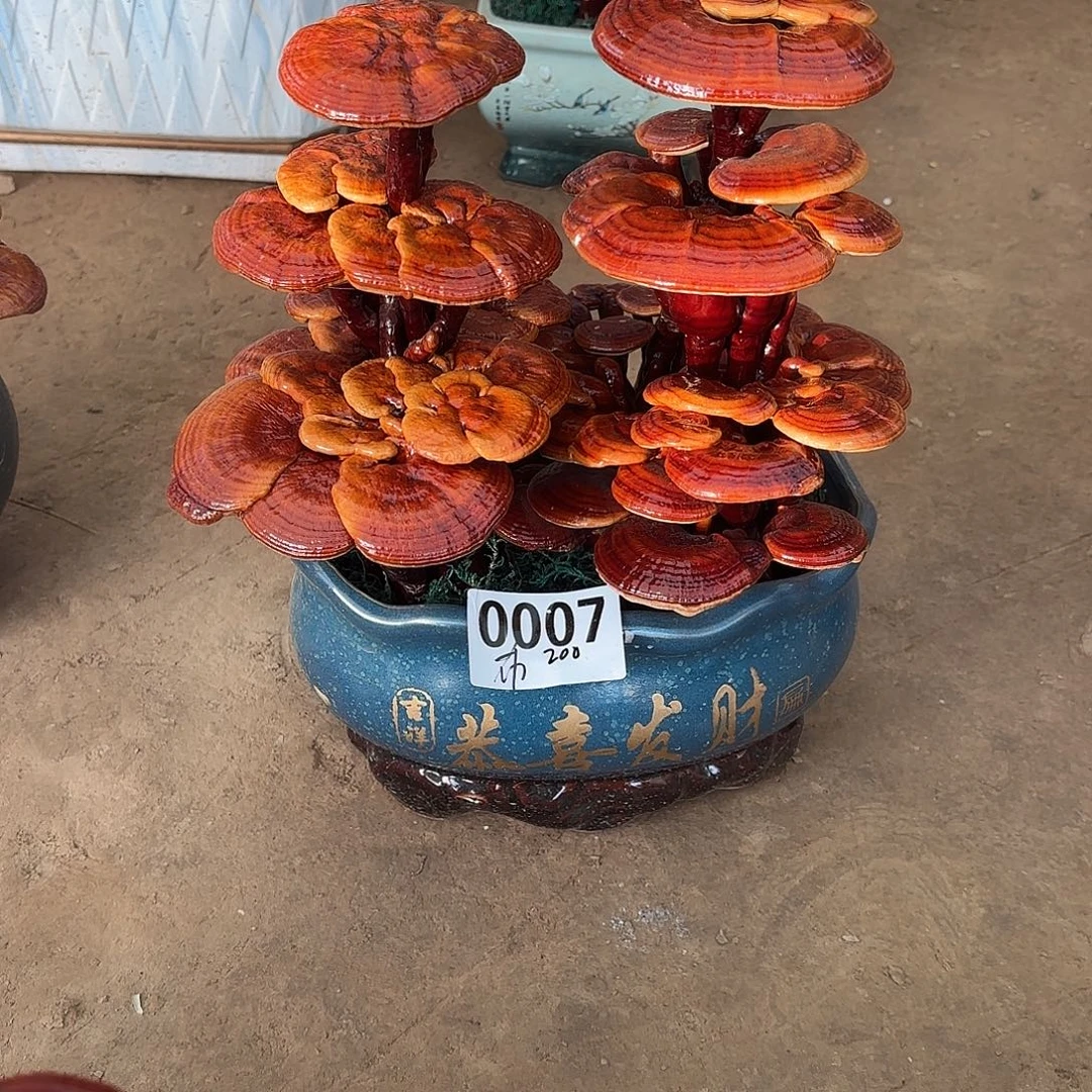 无花朵灵芝是我国著名植物