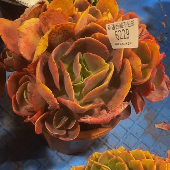 敦**爹唇吻6229多肉