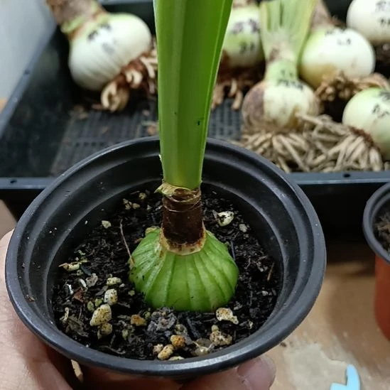 无花朵双绿3+带盆带土发