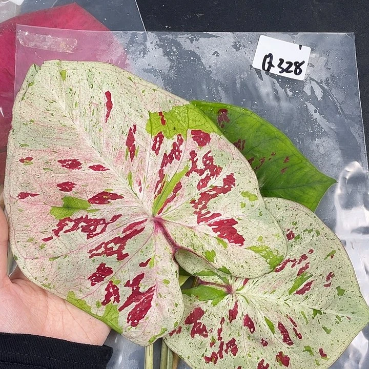 无花朵Q328天空之镜