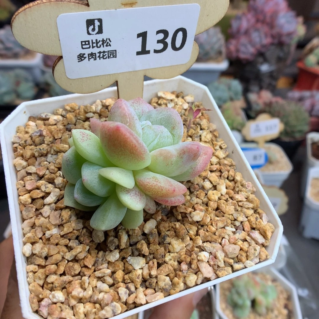 130双头异色冰玉石化多肉植物