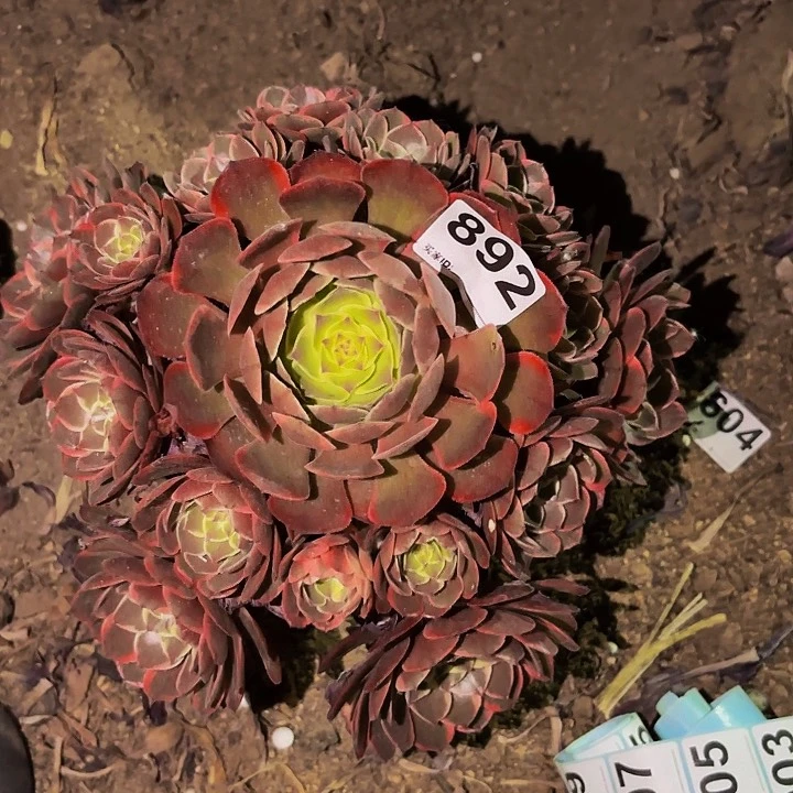 892孔雀翎多肉植物不售后