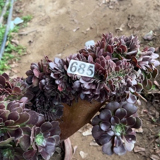 突***进多肉植物一个荷兰