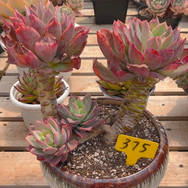 乔伊多肉植物375