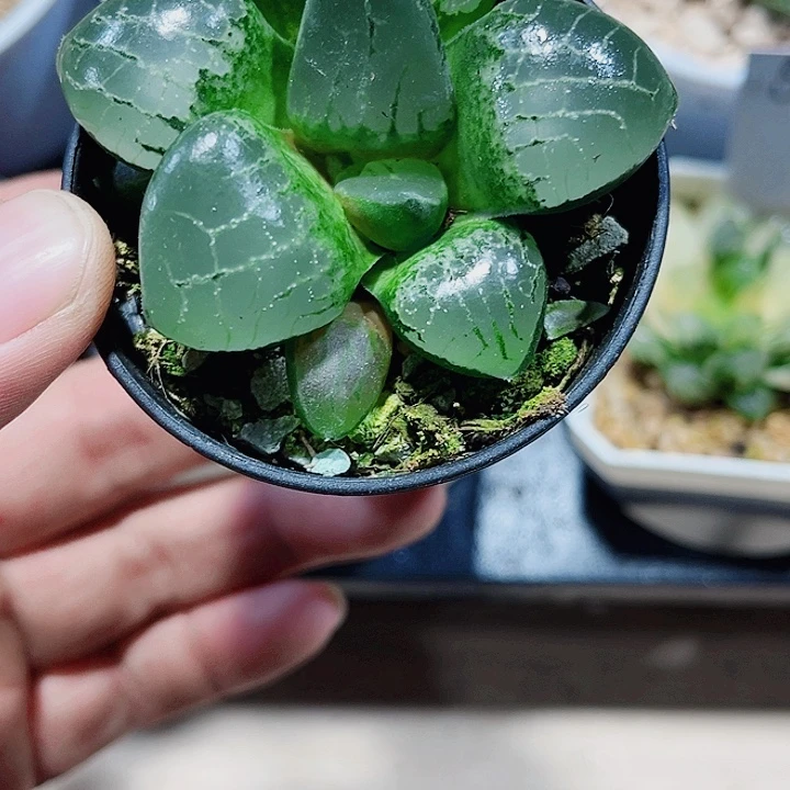 水晶克新手好养的肉肉