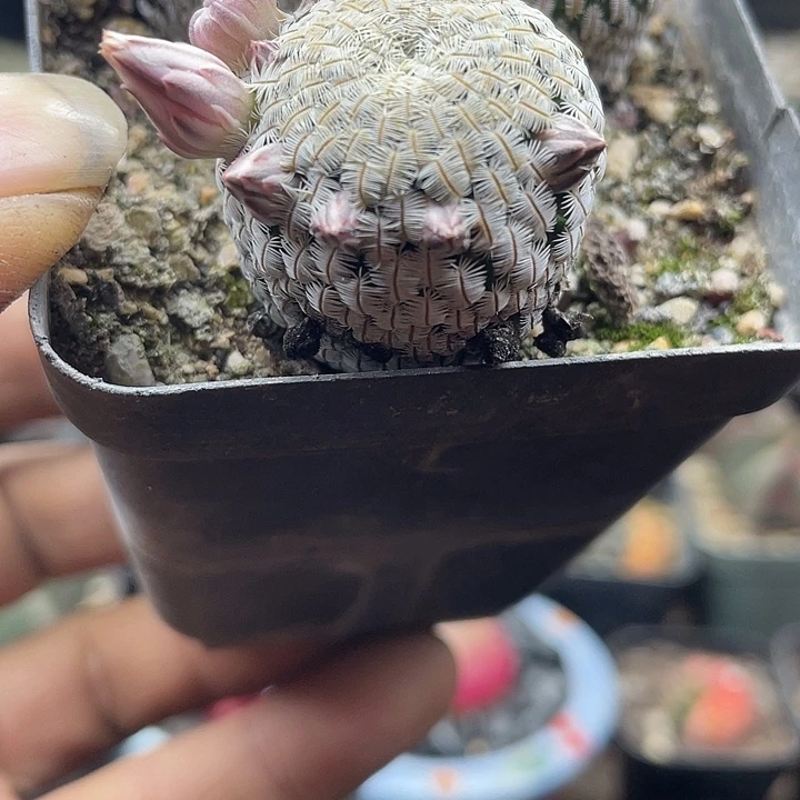 实生白斜子一颗包邮