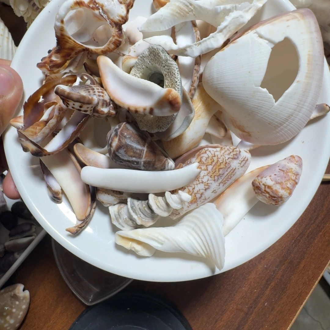 贝壳残害一物一拍