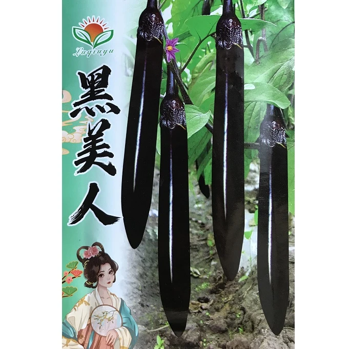 黑美人茄子种子果皮黑色光亮籽少不易老化有甜味果肉白色