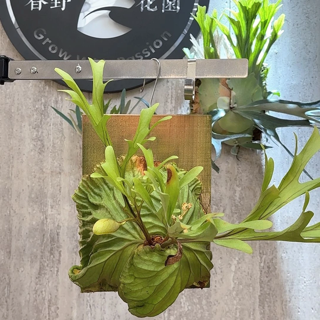 不开花植物亚猴鹿角蕨