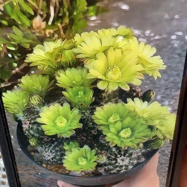 266青花虾切口大3公分左右无根侧牙，20包邮