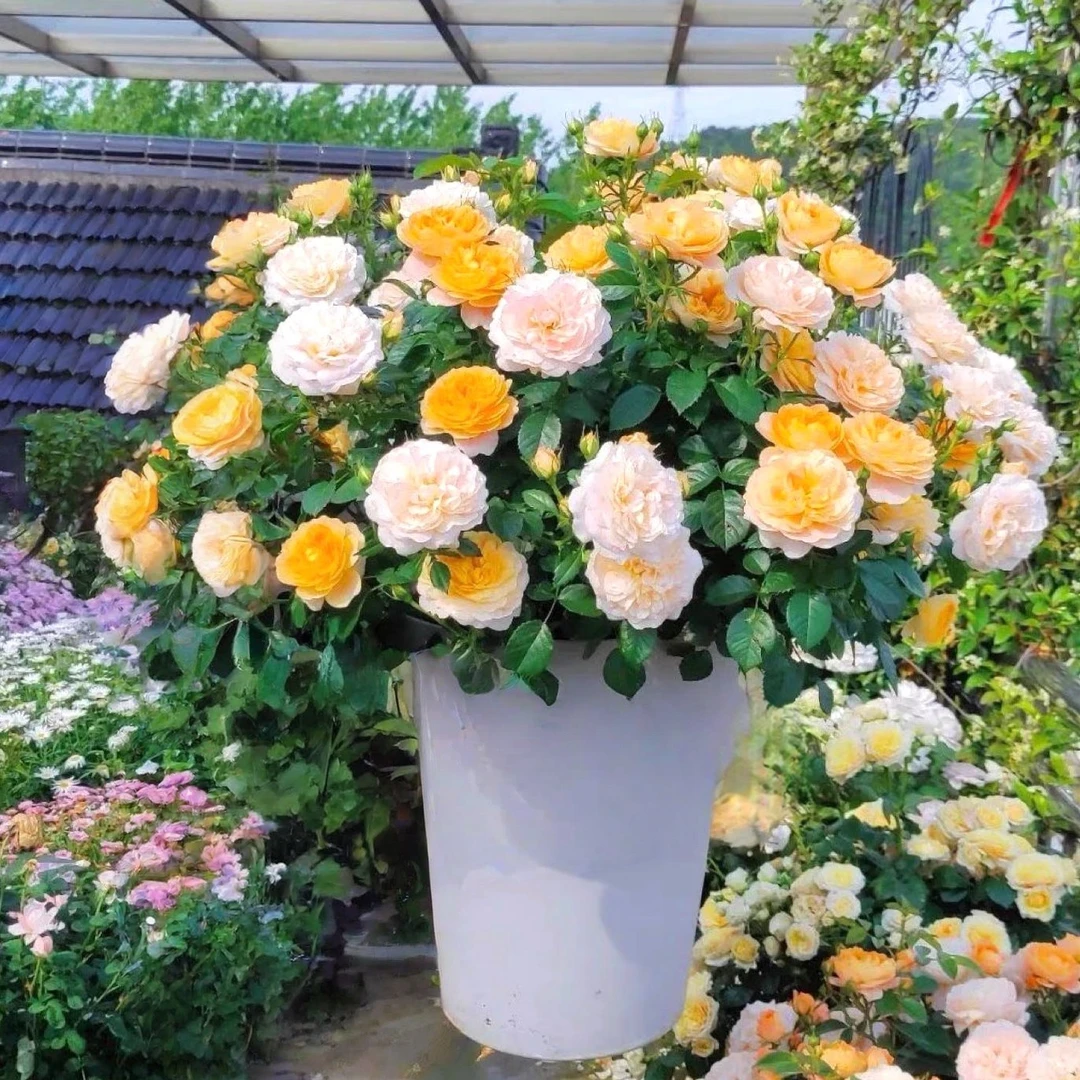 不活包赔云南浓香玫瑰花苗树苗老桩四季多色室内花卉绿植盆栽月季