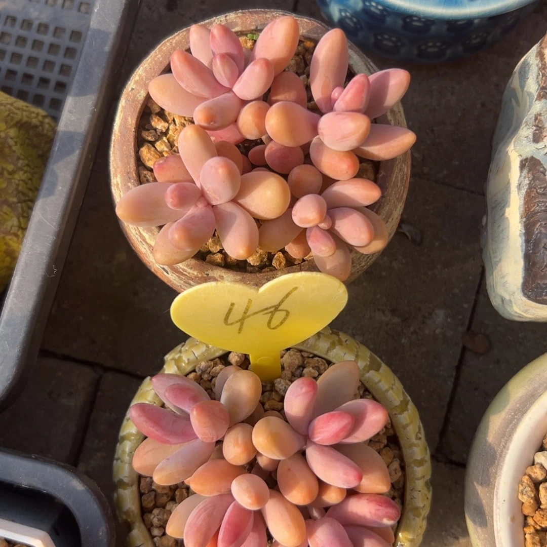 s****g多肉植物一物一拍