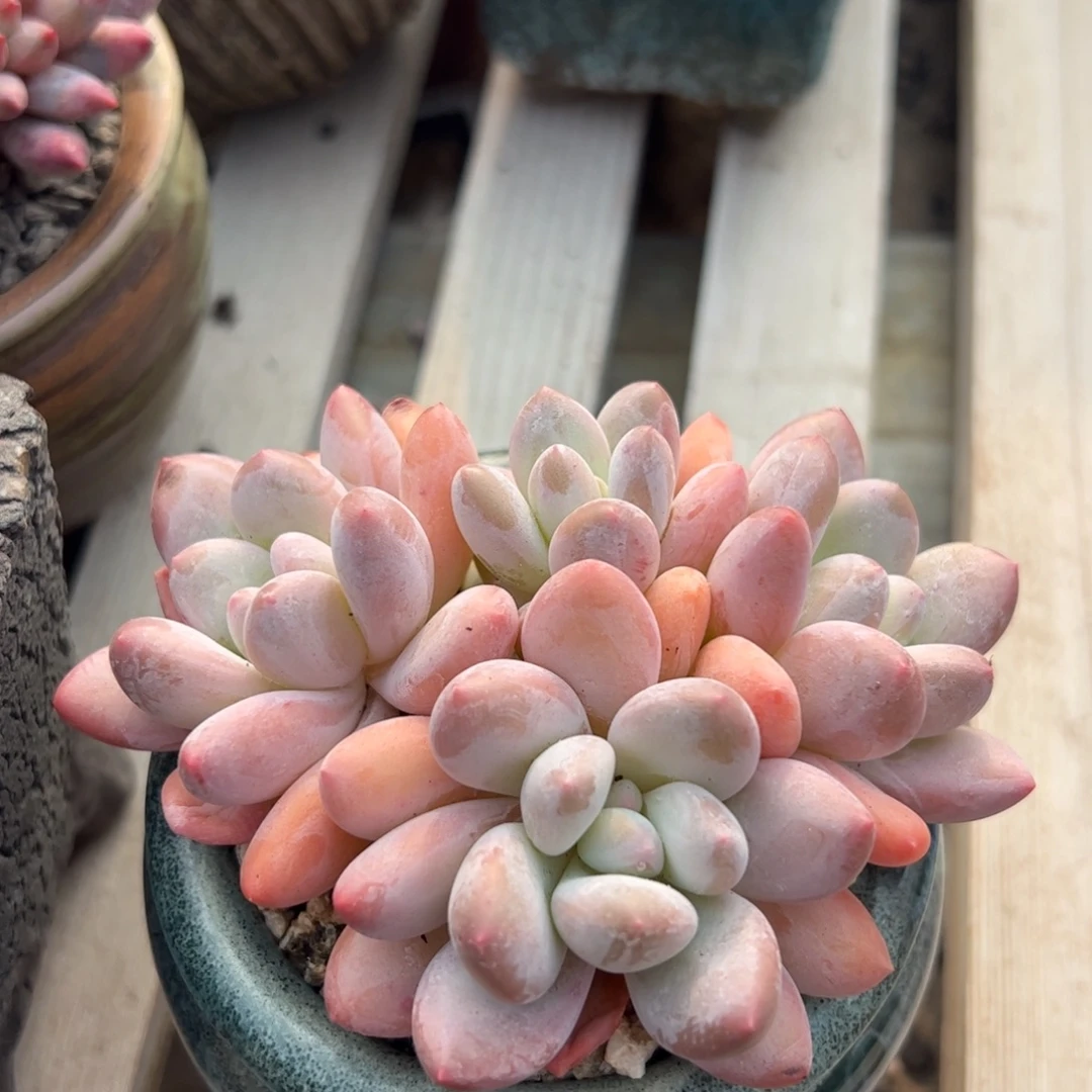 香水群生多肉植物