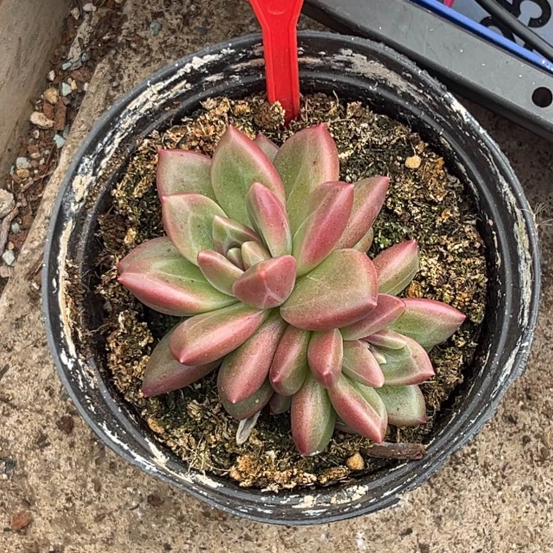 多肉植物迷雾泡泡726
