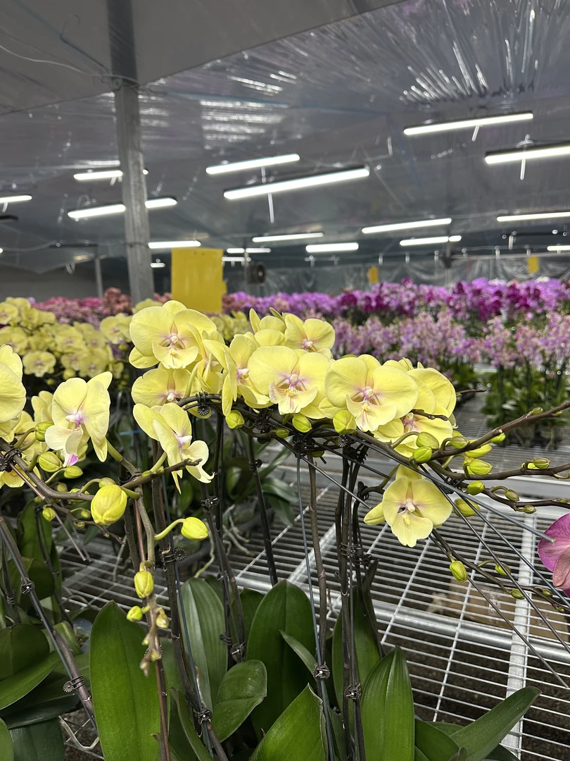 大吉大利【3.0寸杯】高档蝴蝶兰鲜花盆栽