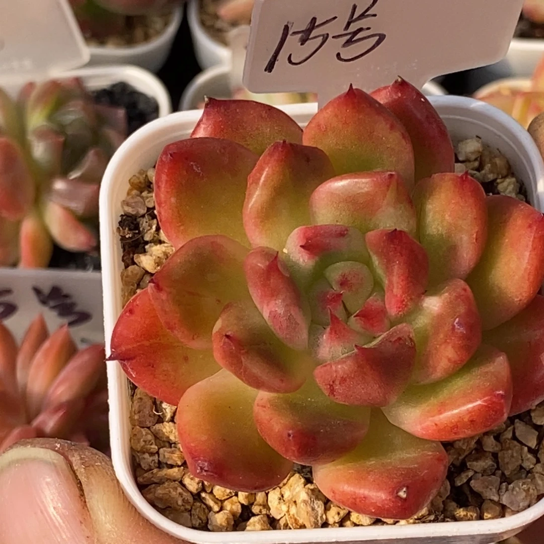 天官赐福百无禁忌