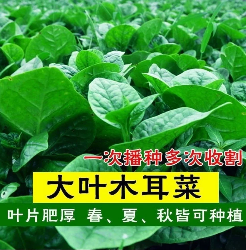 【大叶木耳菜种子】苗落葵小青菜耐高温高湿春夏四季阳台gz
