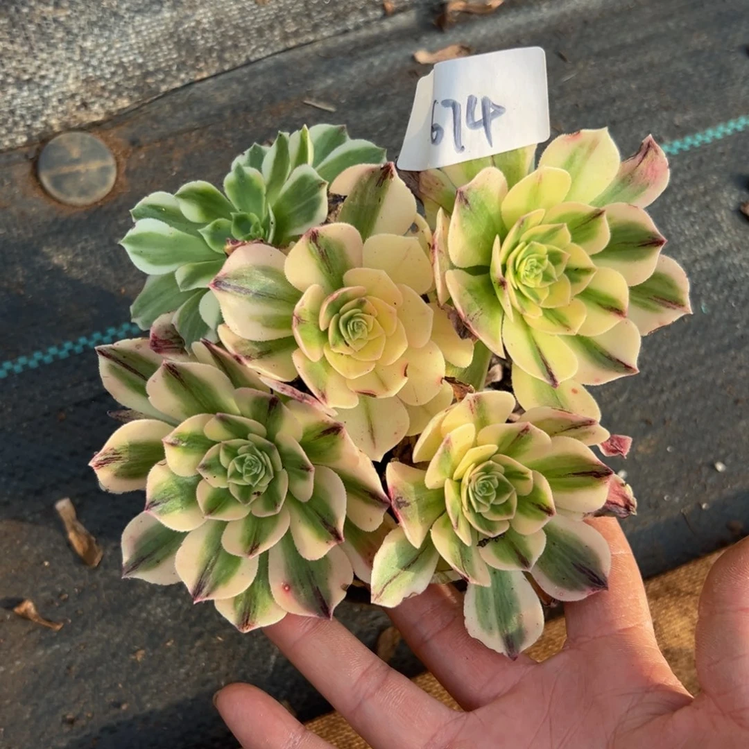 多肉植物674脱土的