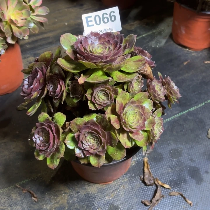 瑞妈，，。。。。。。066。黑膜。