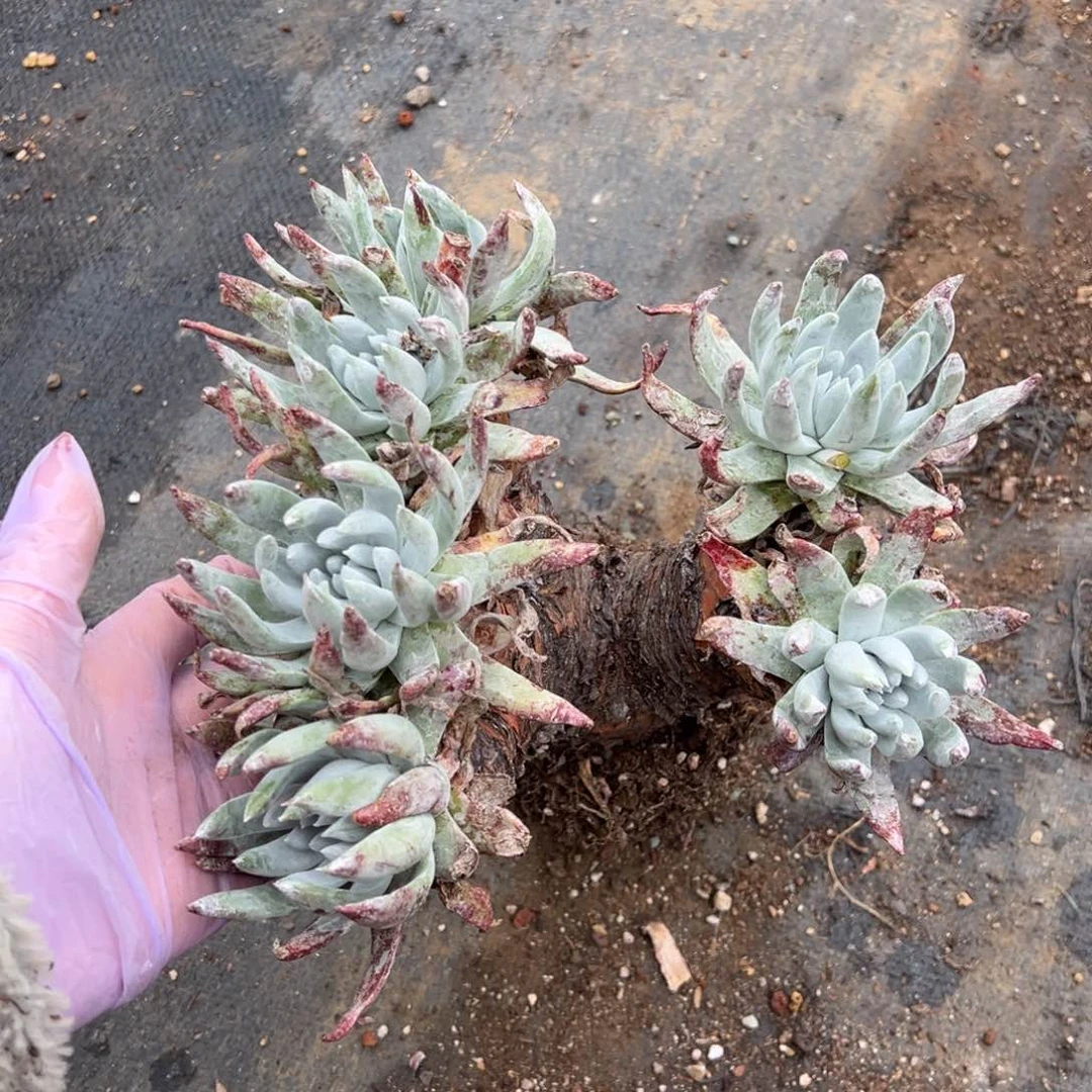 2724法瑞杂交哈哈哈哈哈哈哈