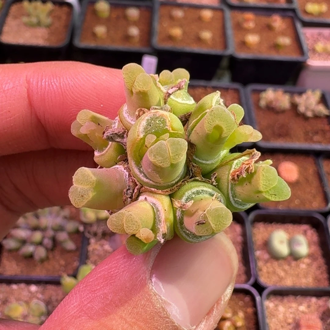 ?**u云缦精品番杏14.12 多肉