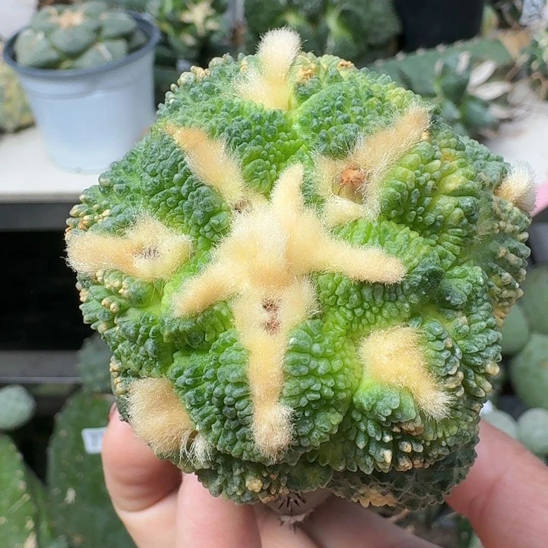 【闪购商品】无花朵哥斯拉散斑锦723