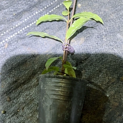 无花朵D*546942589