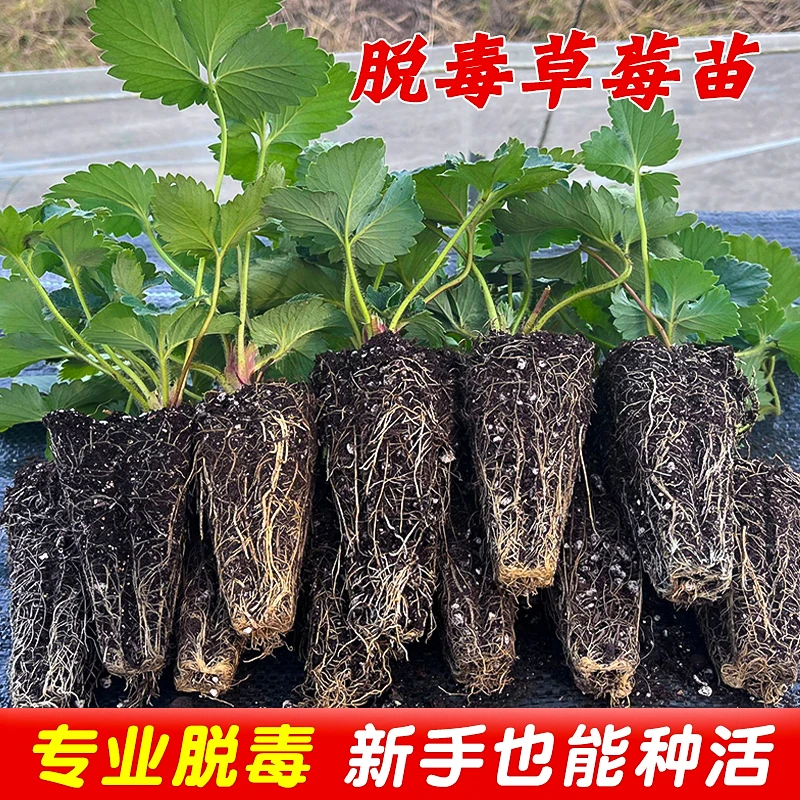 四季盆栽草莓苗红颜奶油白草莓阳台苗秧种植带花带果基质穴盘苗