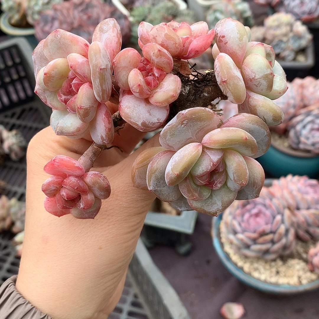 哈哈哈哈哈哈哈哈哈石榴籽