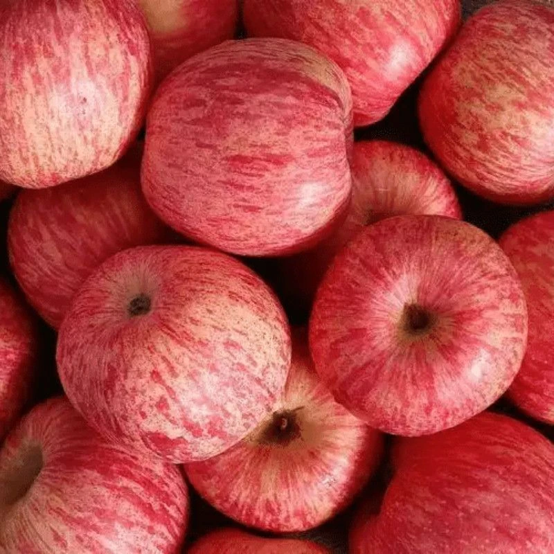 【带箱10斤】山东烟台栖霞红富士苹果正品脆甜应季水果原产地直发