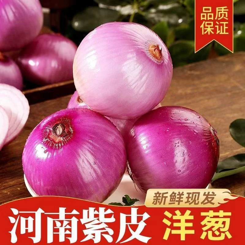 新鲜现挖可生吃的水果洋葱紫皮圆葱大蒜肉厚微辣微甜