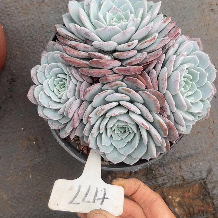 晨语多肉，一物一拍海棠花177