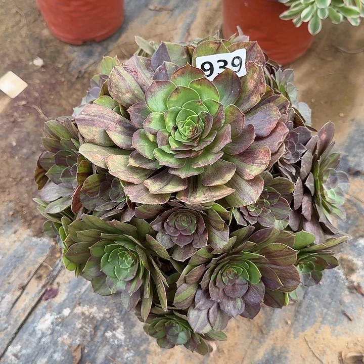 多肉植物花月夜939