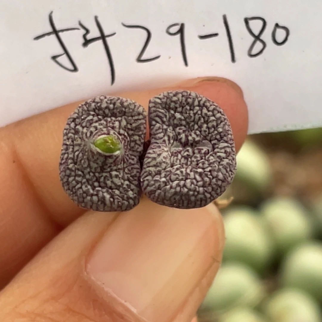 桔***贝29-180肉锥多肉植物