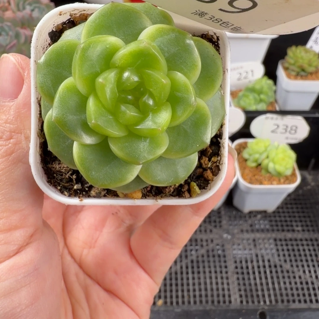 珍妮单头优选239号