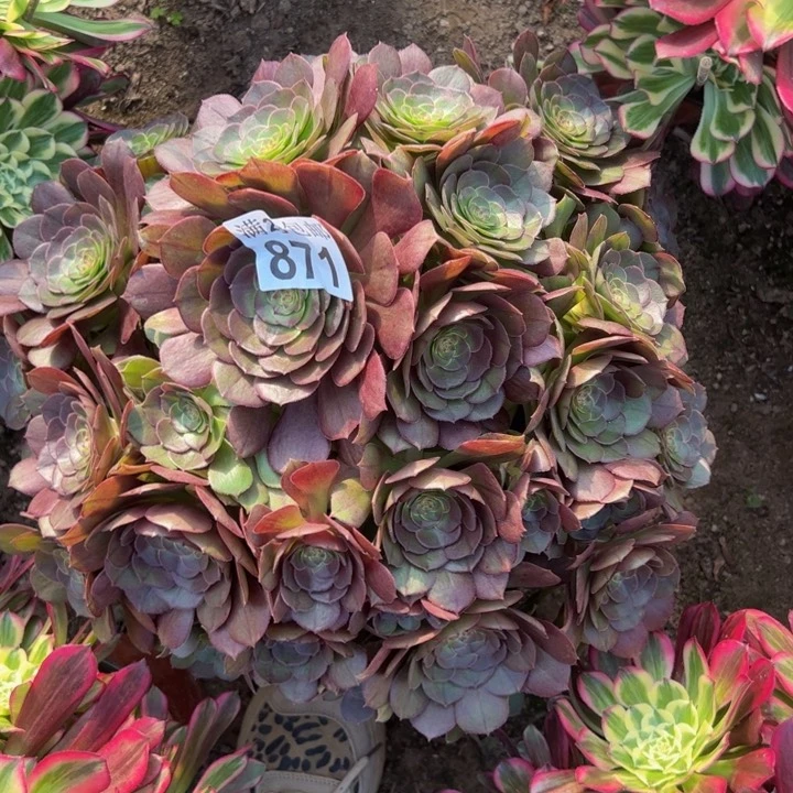 871万圣节多肉植物