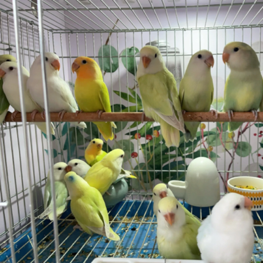 牡丹鹦鹉活体手养宠物鸟类苹果绿澳桂紫伊莎紫薰衣草