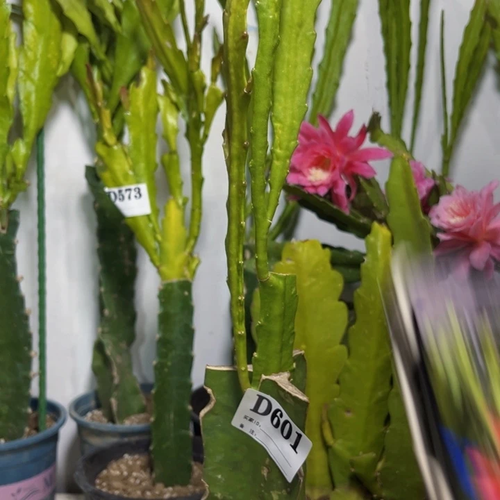 当前无花栽培后可以开花601