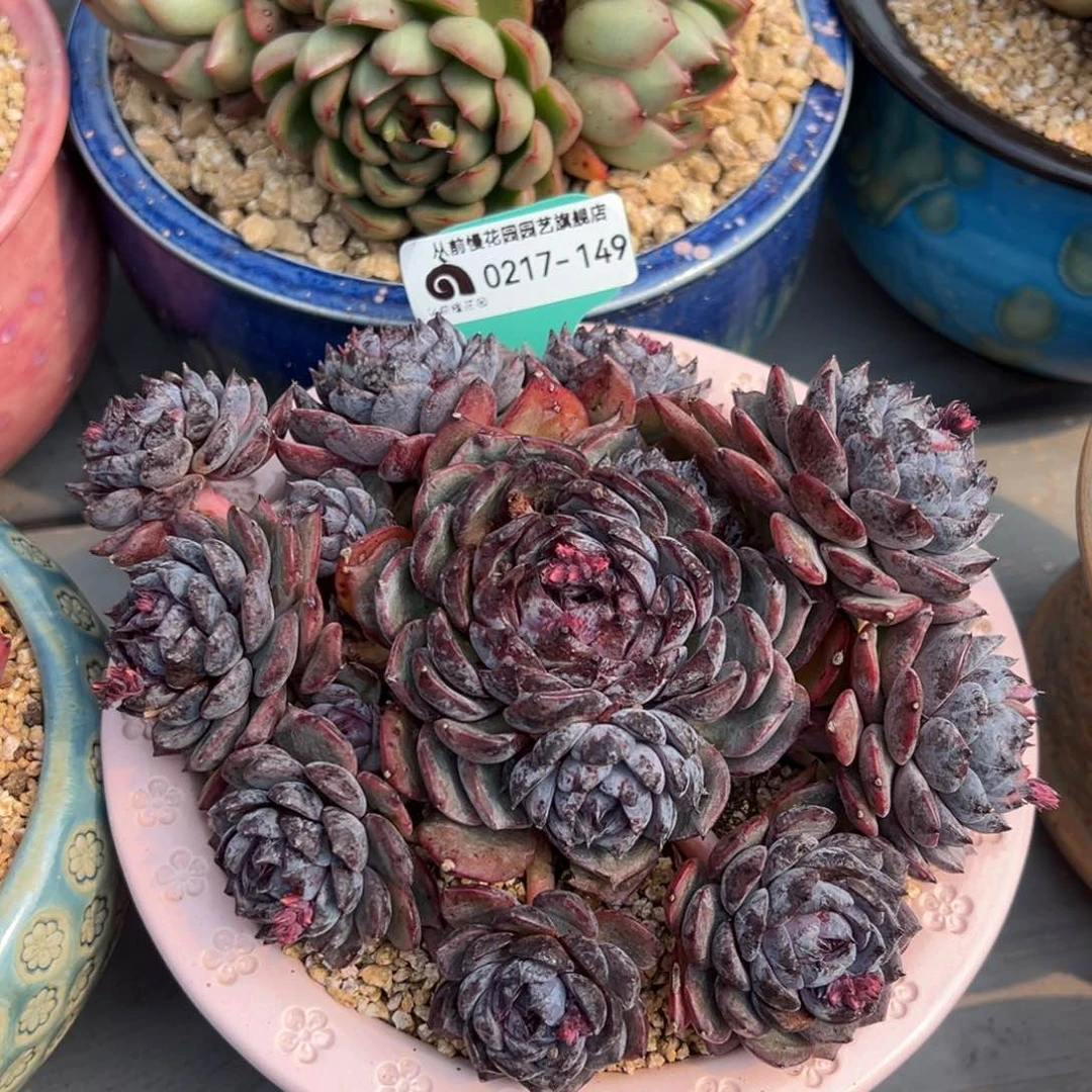 从前慢多肉精选编号0217.149