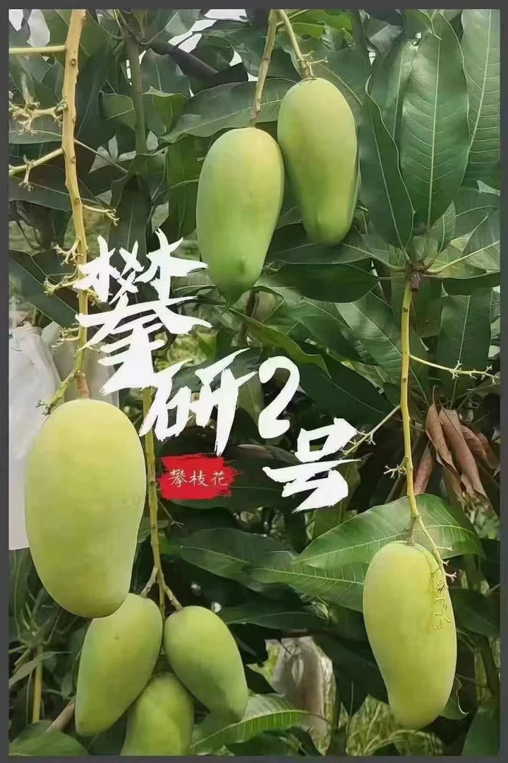 【攀枝花芒果】攀研2号大椰香甜如蜜新鲜采摘孕妇水果净重8斤