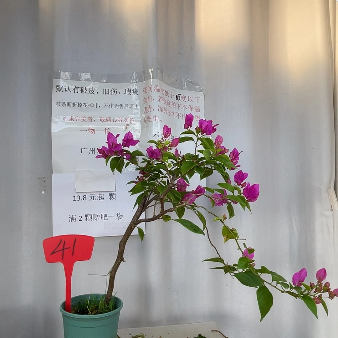 当前无花栽培后可以开花41魅惑