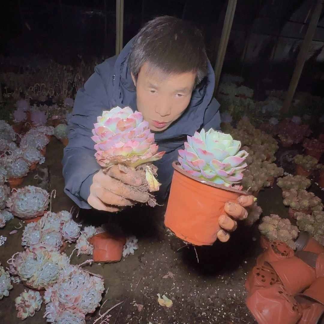 盆栽哈密瓜多肉2颗