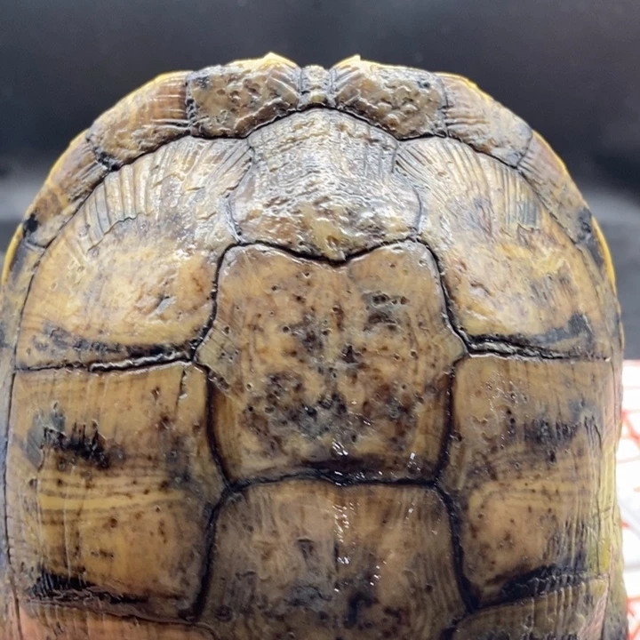 巴西彩龟母6666666