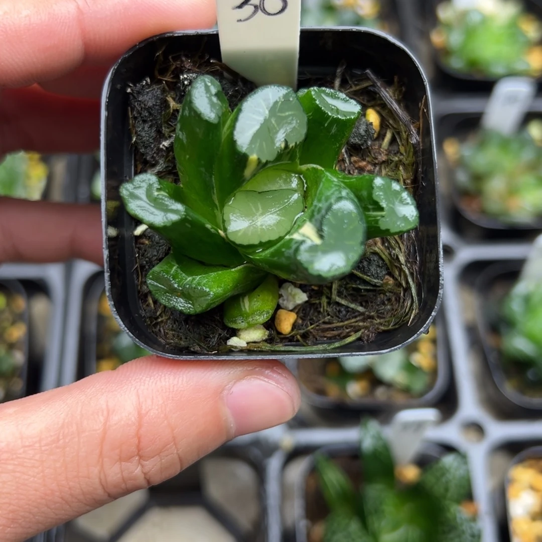 30万向锦一物一拍